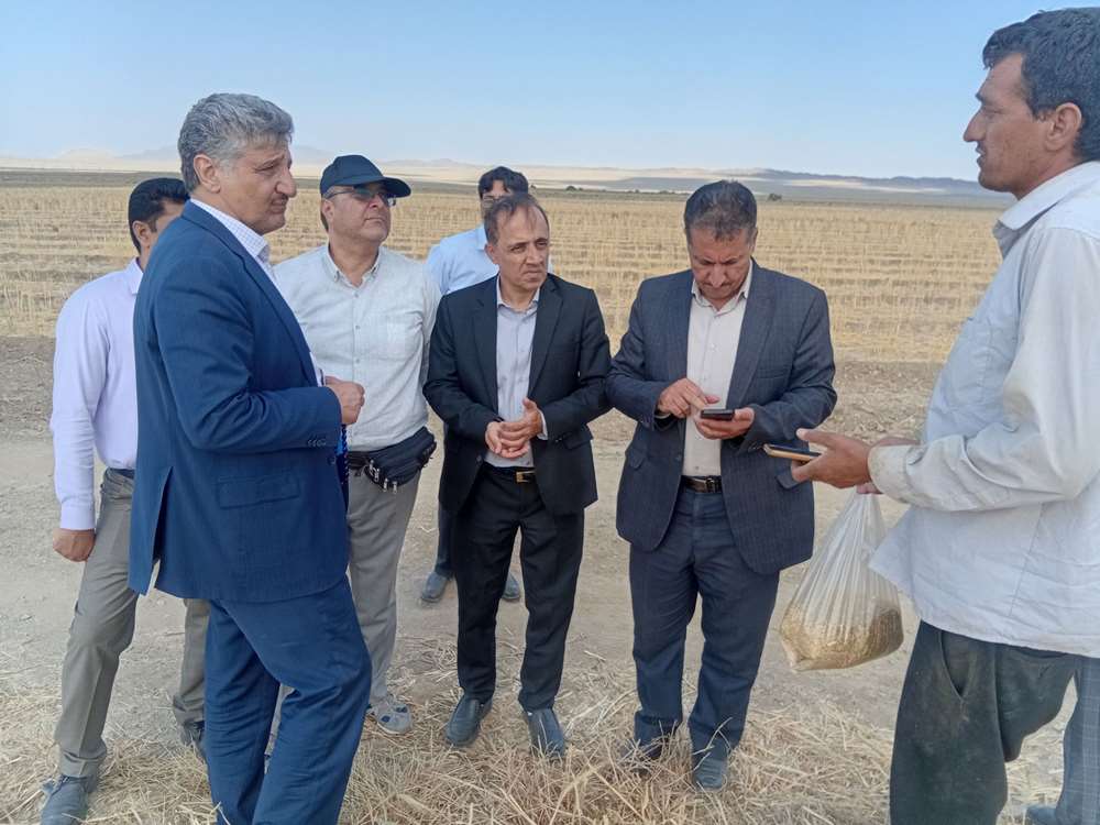 برداشت جو 